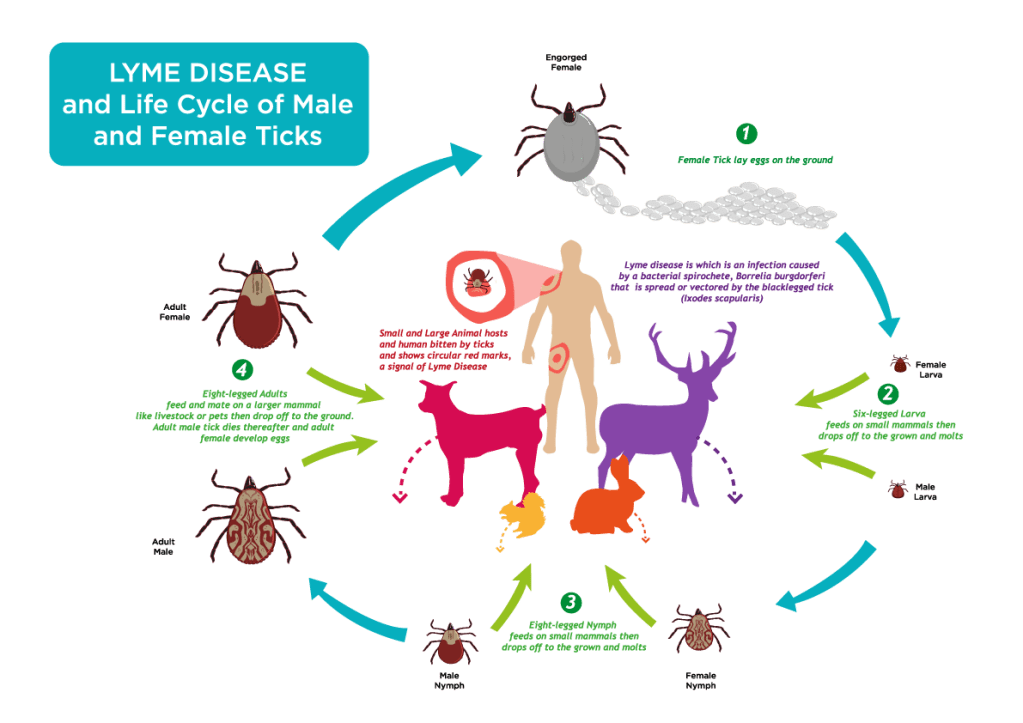 ticks lifecycle and Lyme disease